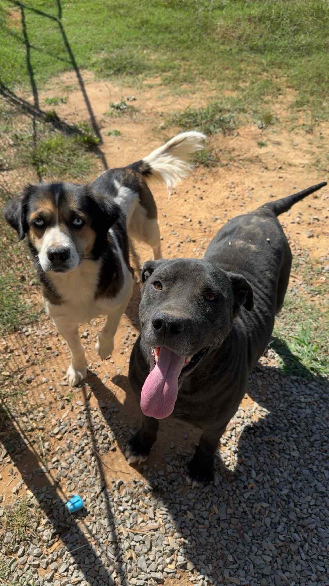 Enlarge Reba, a Adoptable Australian Shepherd in Stratham, NH image 1/3