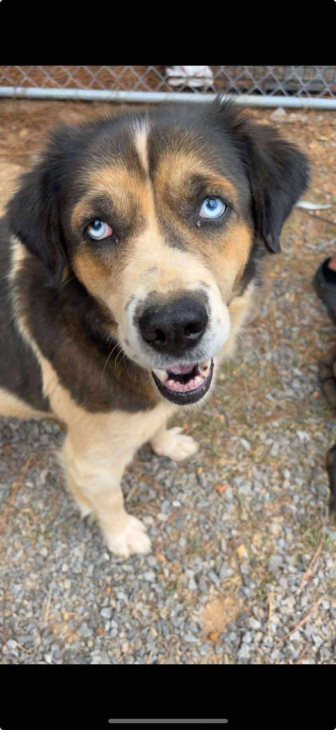 Enlarge Reba, a Adoptable Australian Shepherd in Stratham, NH image 3/3