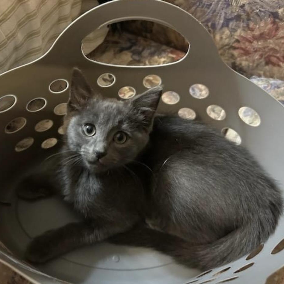 Kylie, ADOPTABLE, Kitten Female Domestic Short Hair.