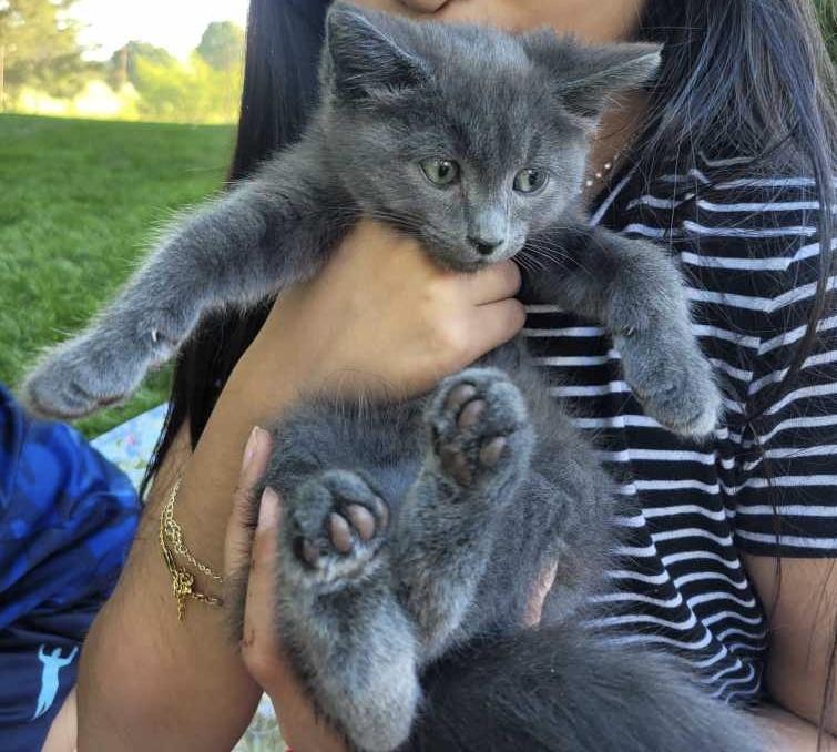Enlarge Kylie, a ADOPTABLE Domestic Short Hair in Beltsville, MD image 4/6