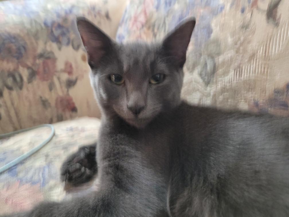 Enlarge Kylie, a ADOPTABLE Domestic Short Hair in Beltsville, MD image 1/6