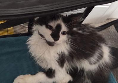 Figaro: DLH (FCID# 06/23/2025 - 34 Millsboro PS), Baby Male Domestic Long Hair