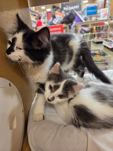 Figaro: DLH (FCID# 06/23/2025 - 34 Millsboro PS) photo 2