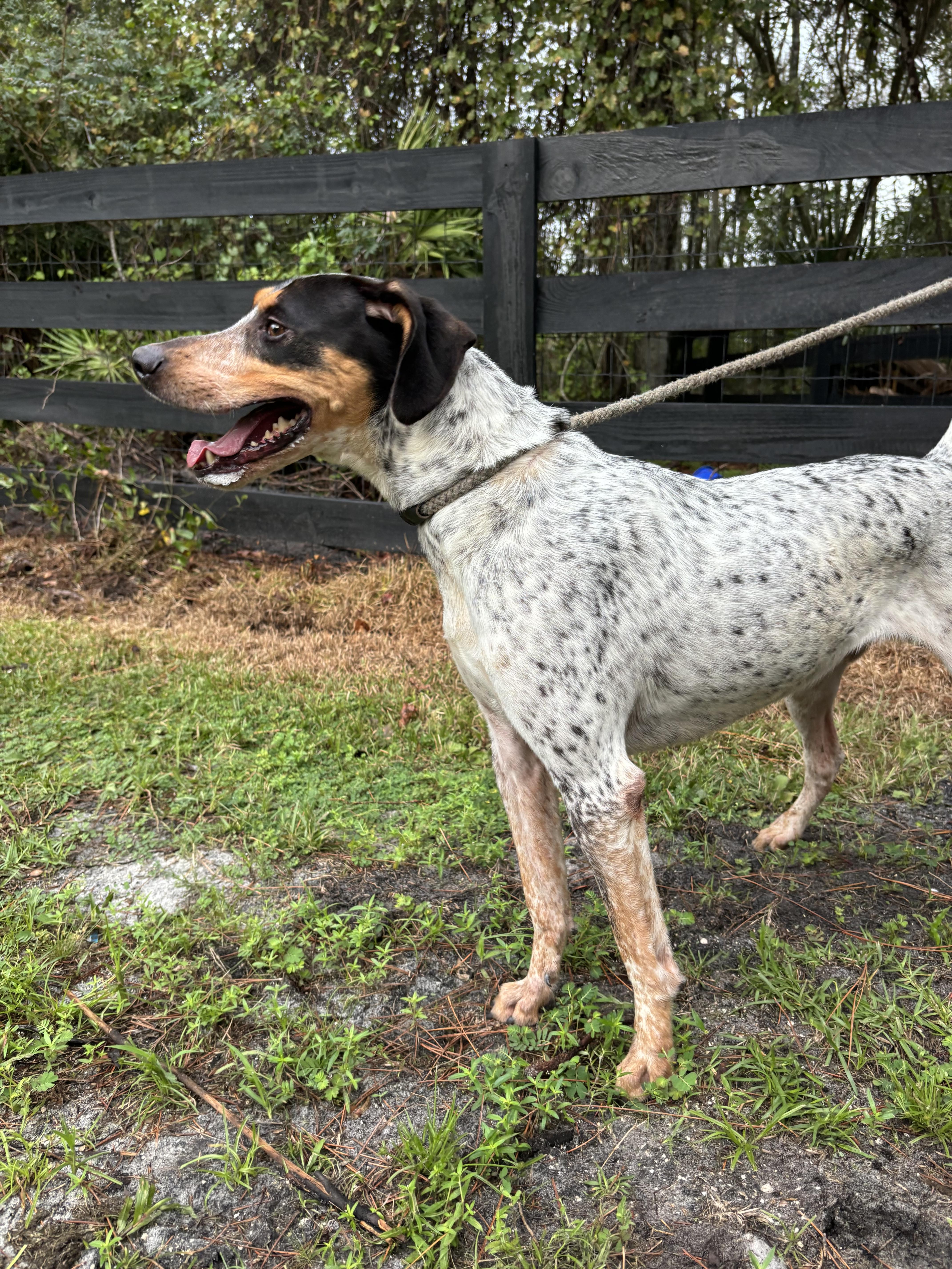 Lucky, Adoptable, Adult Male Bluetick Coonhound.