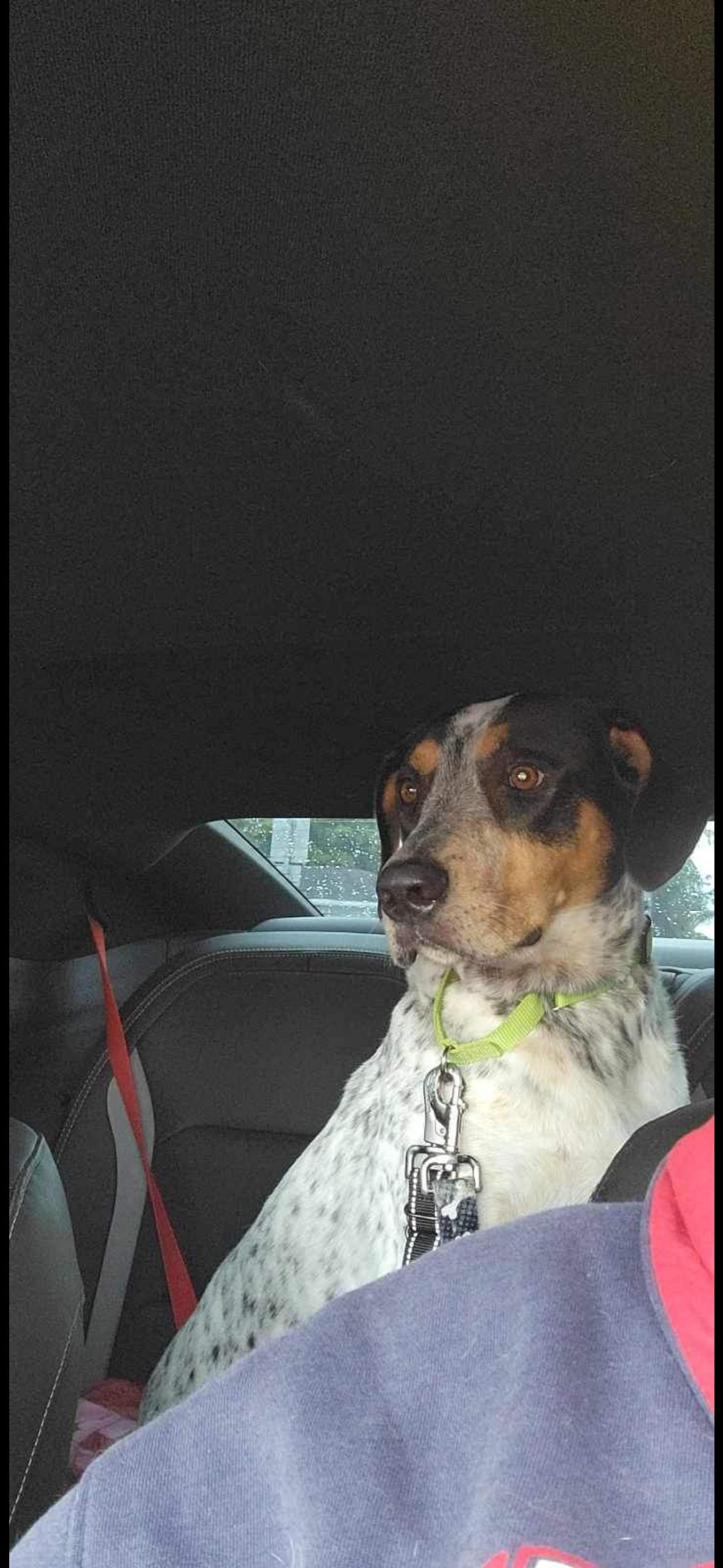 Lucky, a Adoptable mixed breed in Oviedo, FL image 2/4