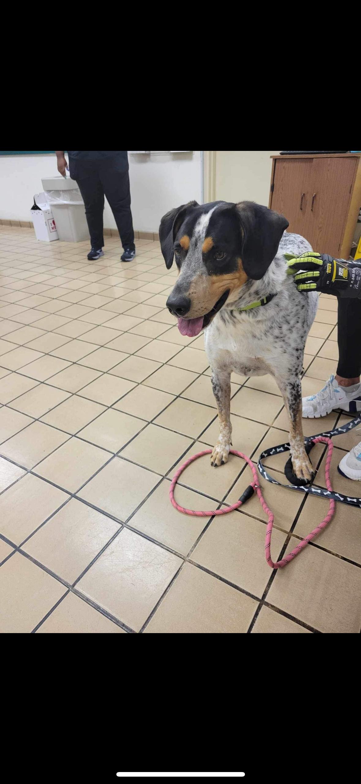 Lucky, a Adoptable mixed breed in Oviedo, FL image 3/4