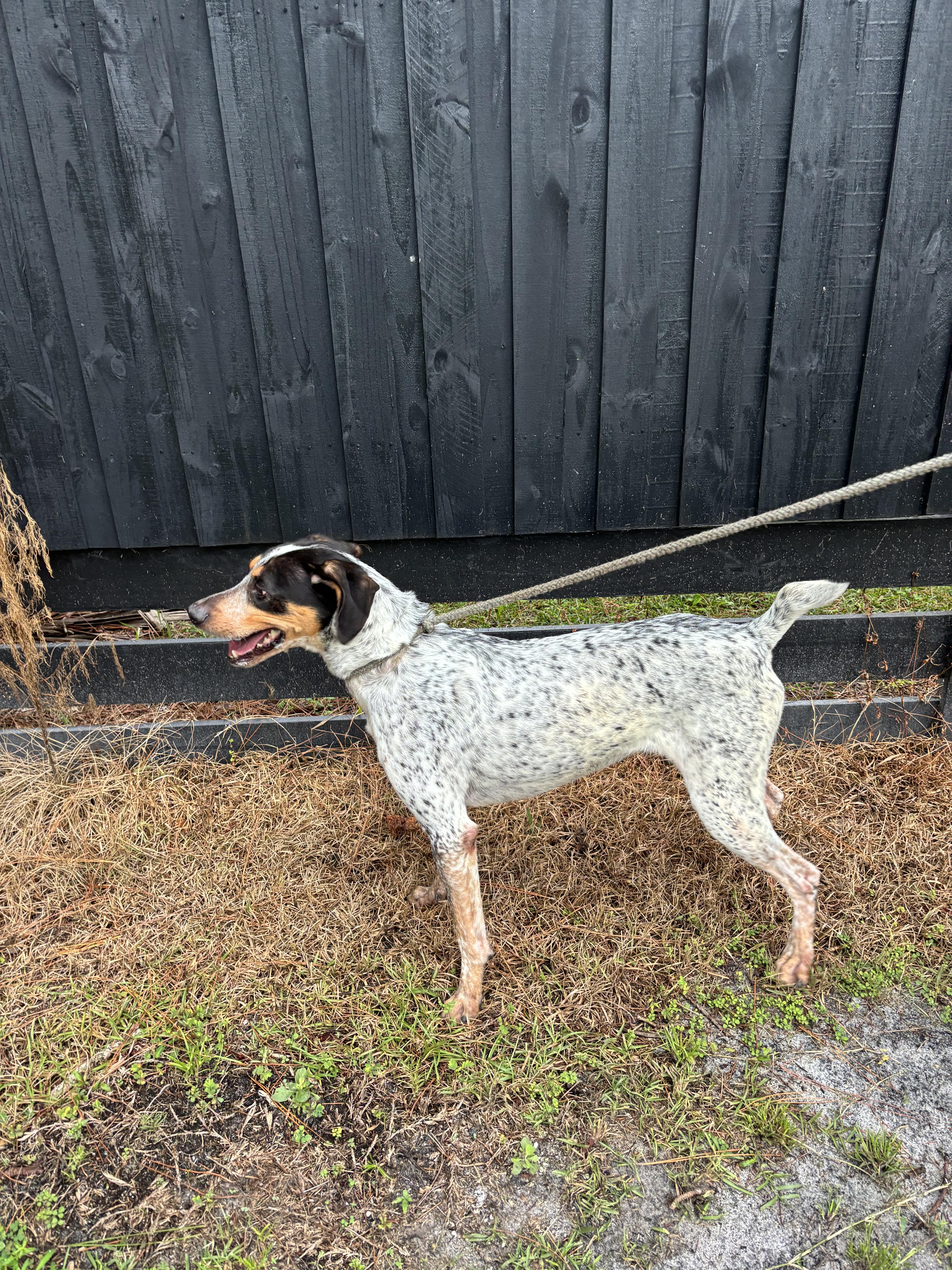 Lucky, a Adoptable mixed breed in Oviedo, FL image 4/4