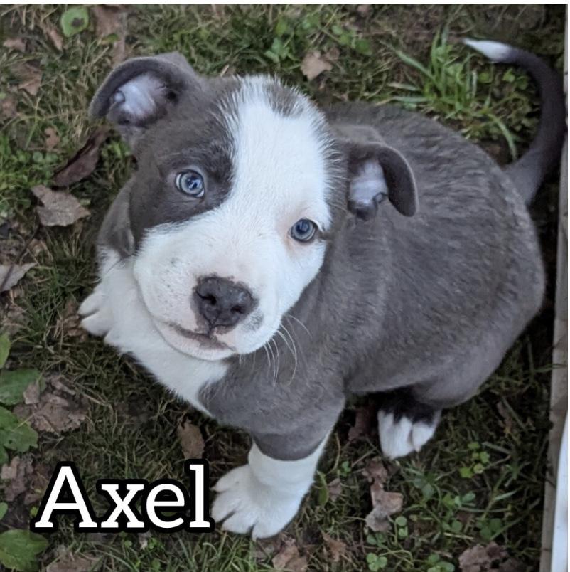Axel