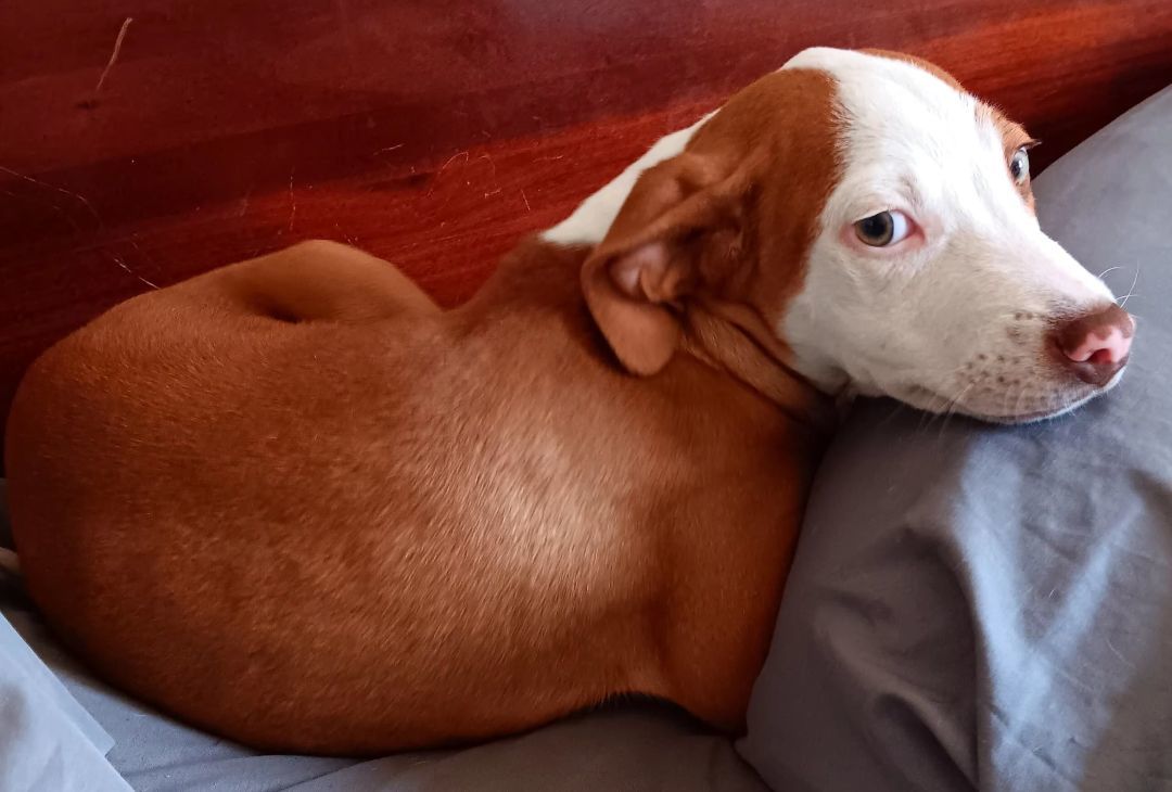 Enlarge Parker, a Adoptable mixed breed in Branchville, SC image 1/2