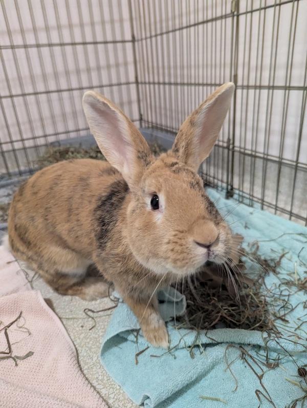 Andre, Adoptable, Young Male Harlequin.