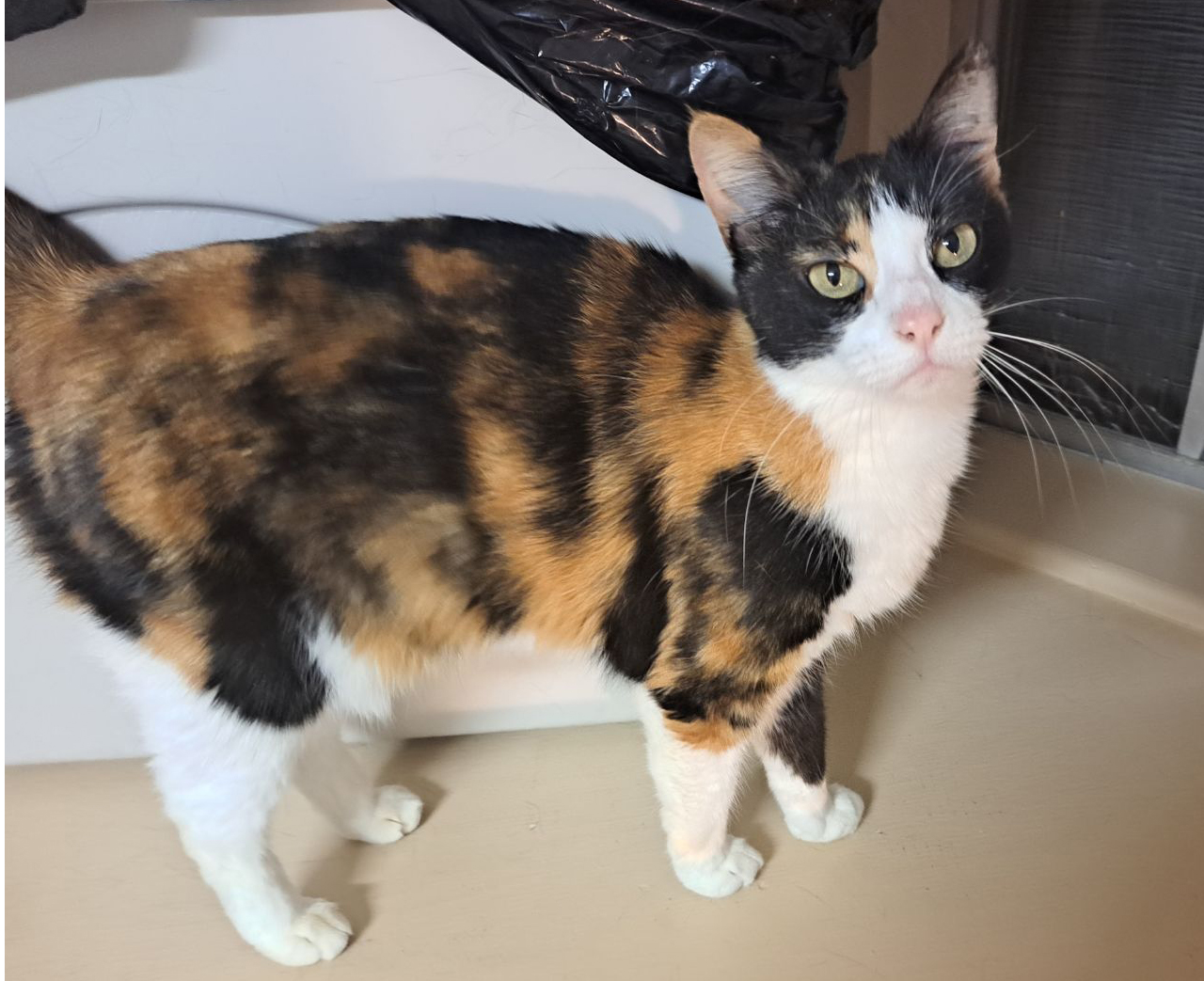 update Adopted! Sweet Little Beauty Calico “Callie” Cat Seeking Forever Home & Human!