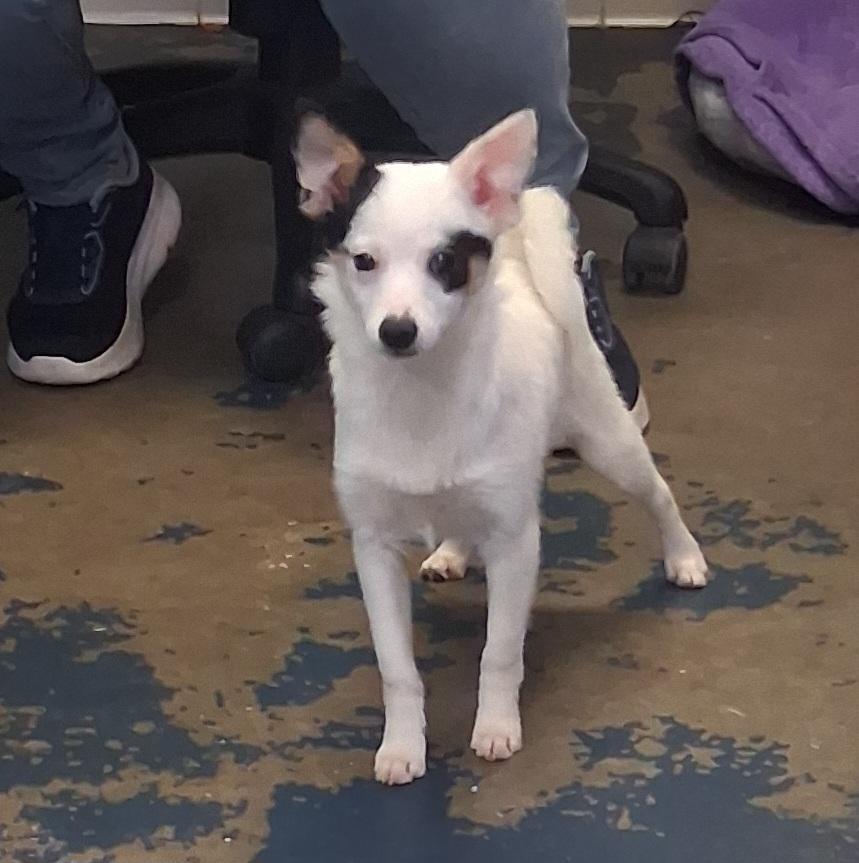 Cappuccino, adopted, Puppy Male Pomeranian & Jack Russell Terrier.