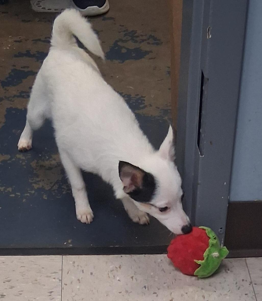 Enlarge Cappuccino, an adopted mixed breed in Onley, VA image 2/3