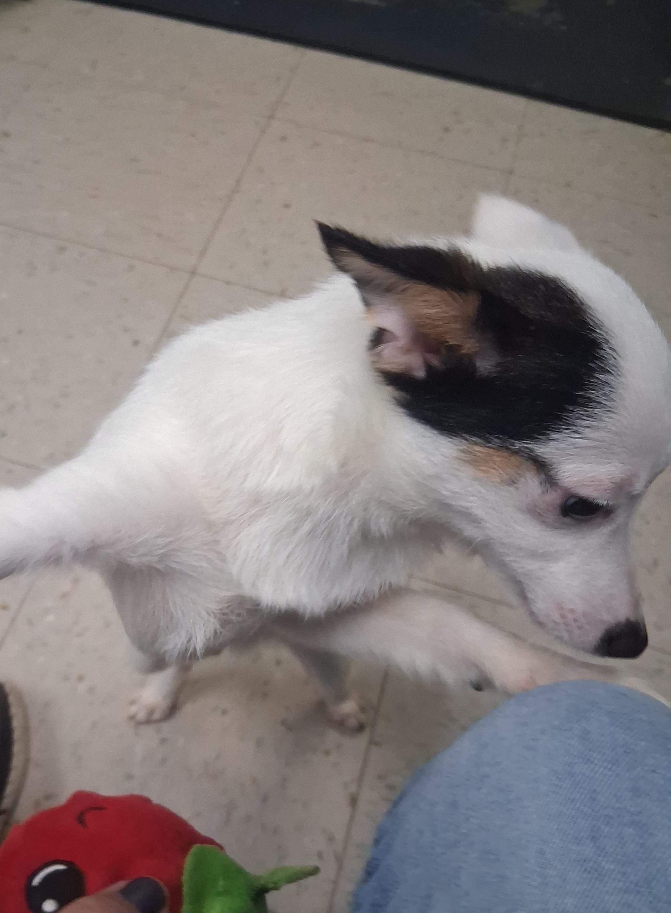 Enlarge Cappuccino, an adopted mixed breed in Onley, VA image 3/3