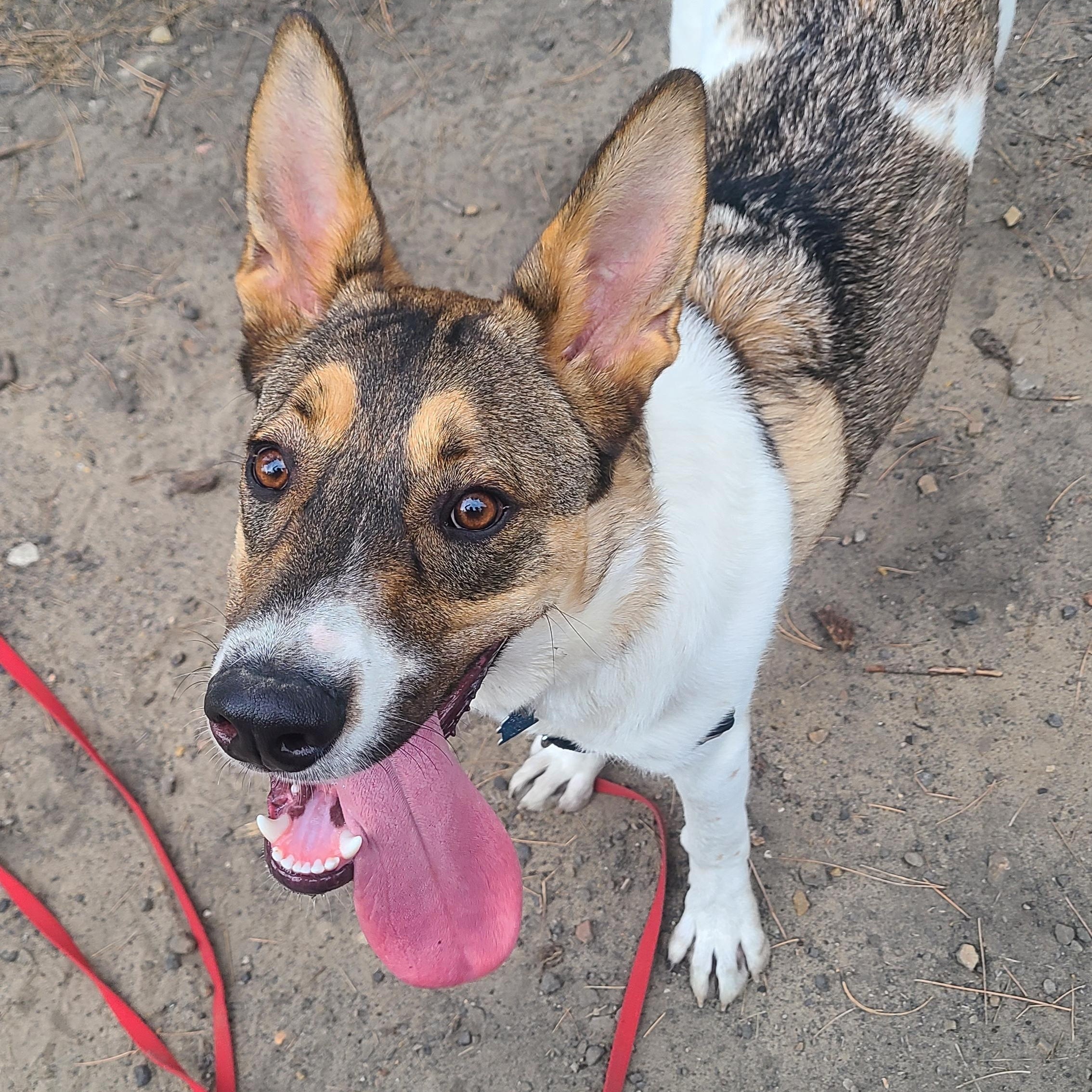 Enlarge Thor, a Adoptable mixed breed image 3/3