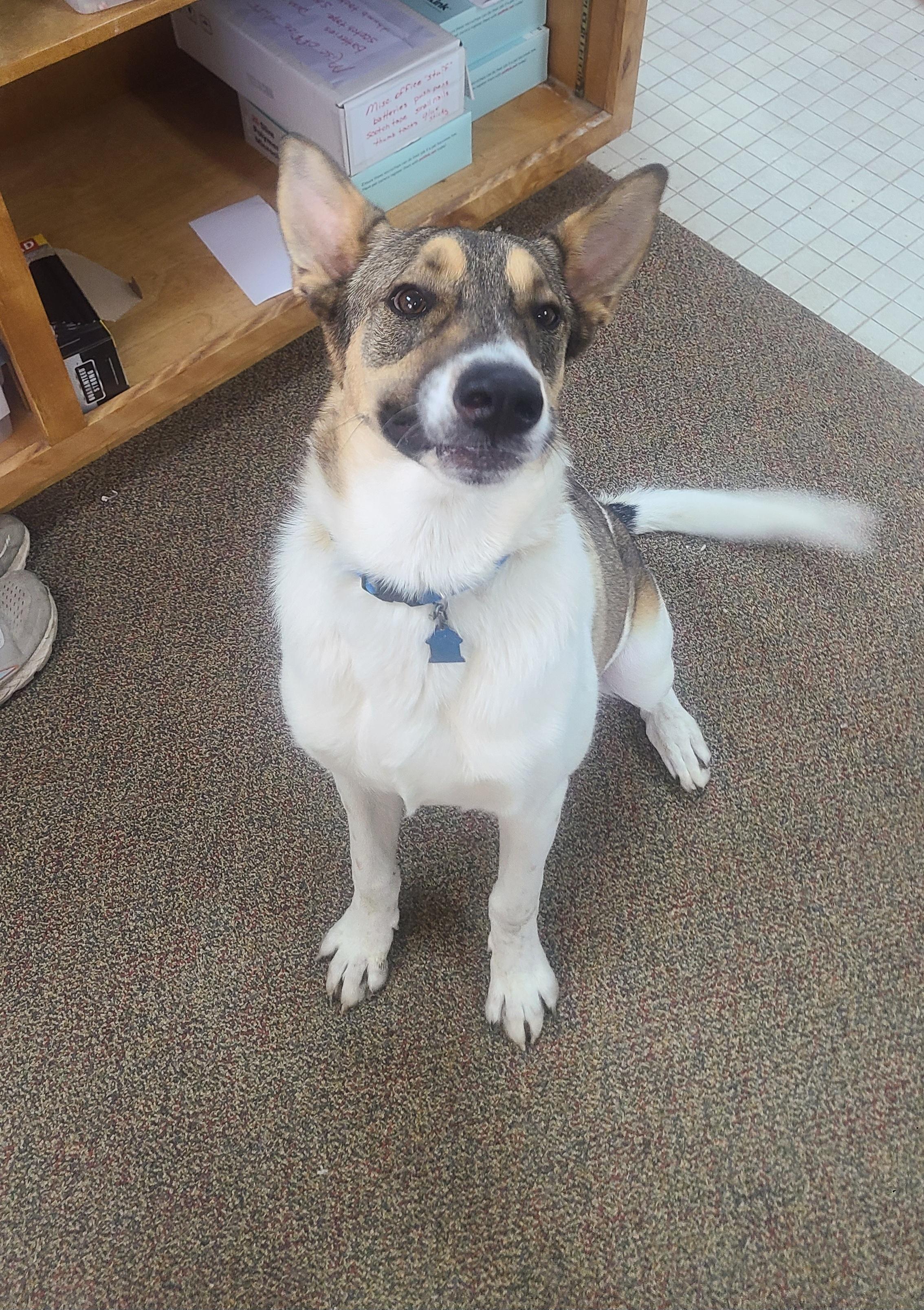 Thor, Adoptable, Puppy Male German Shepherd Dog.