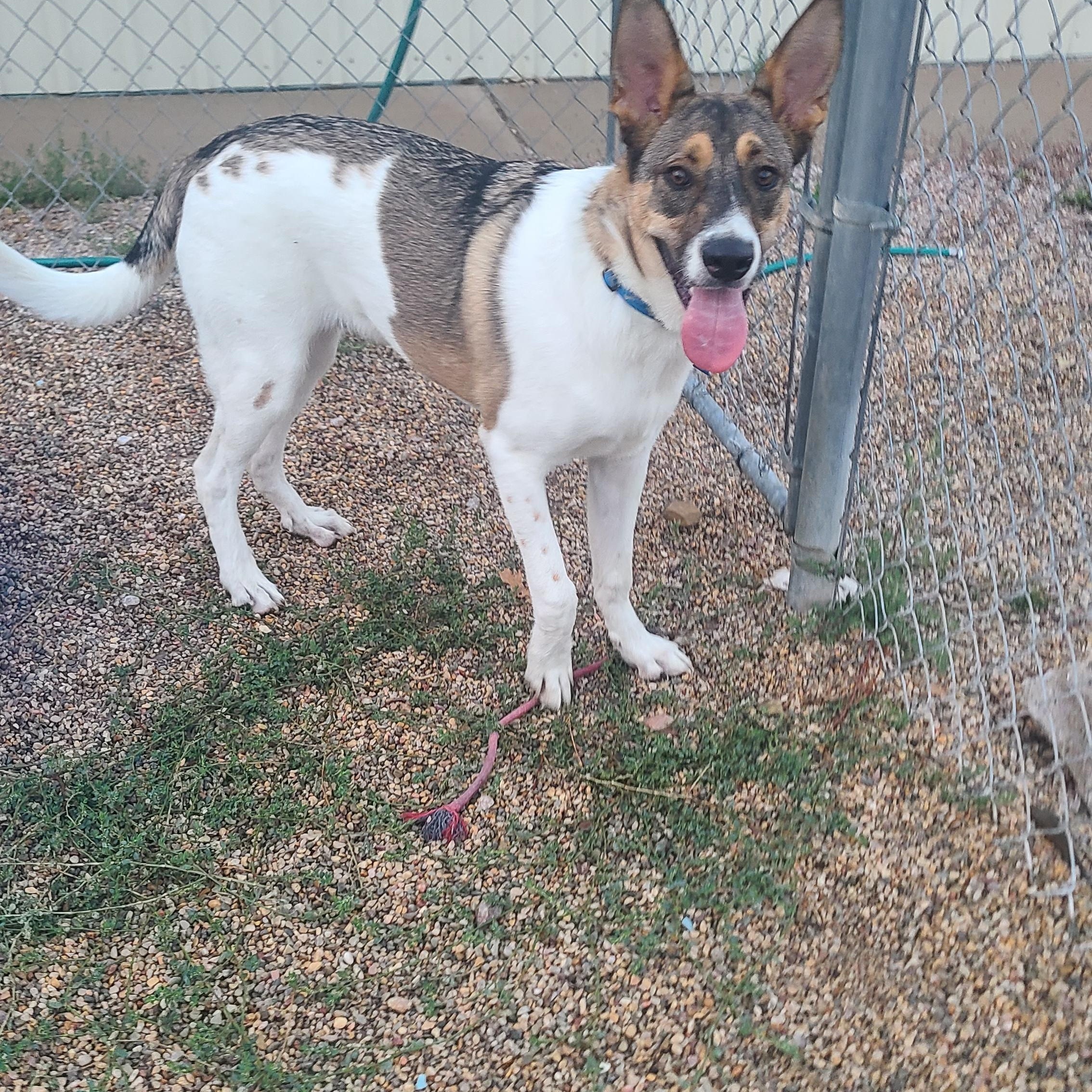 Thor, an adoptable German Shepherd Dog in Newcastle, WY, 82701 | Photo Image 2