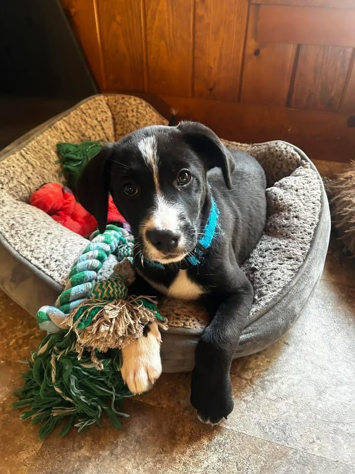 Cooper, an adopted mixed breed in Marlton, NJ image 2/3