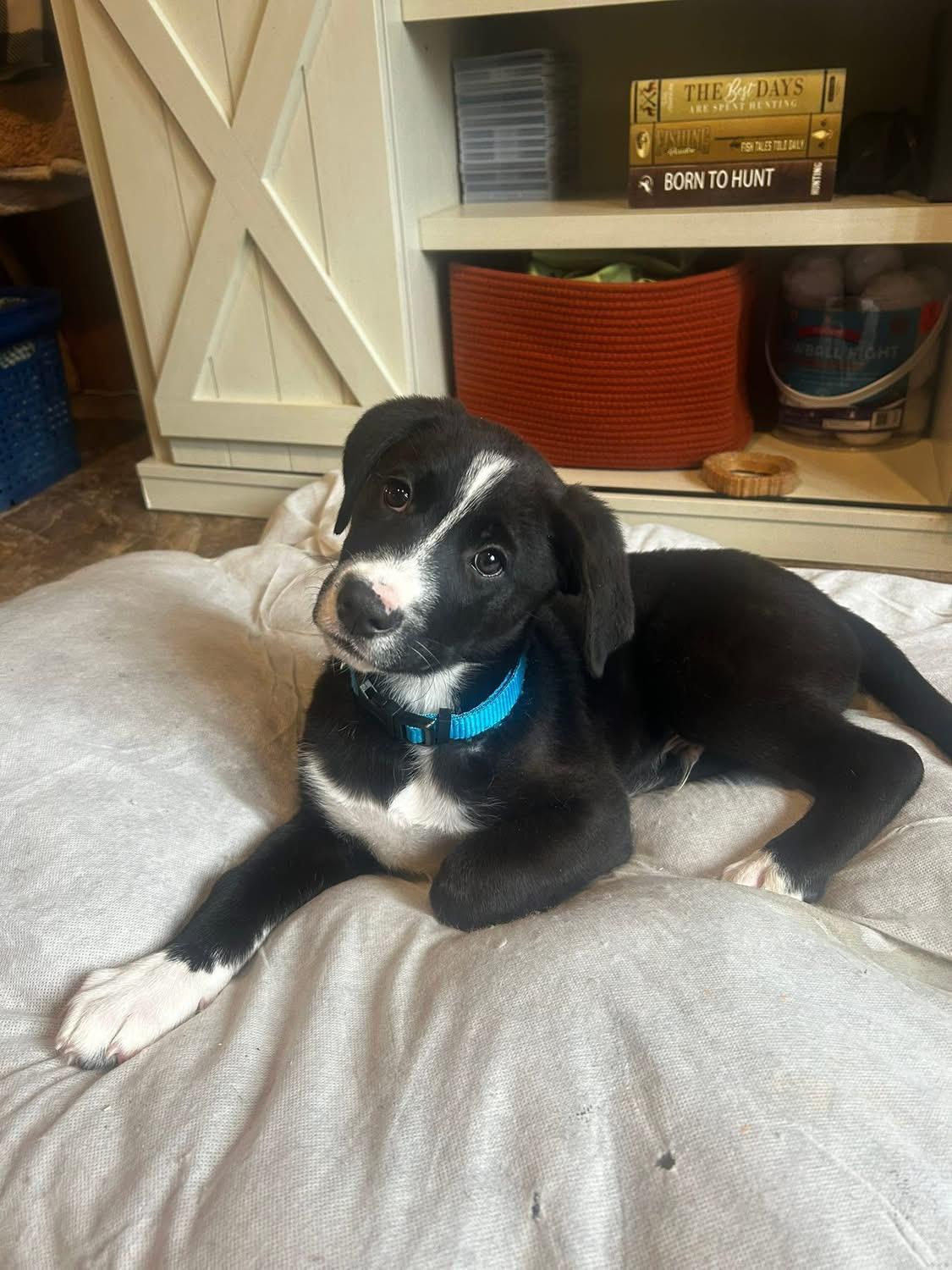 Cooper, an adopted mixed breed in Marlton, NJ image 1/3