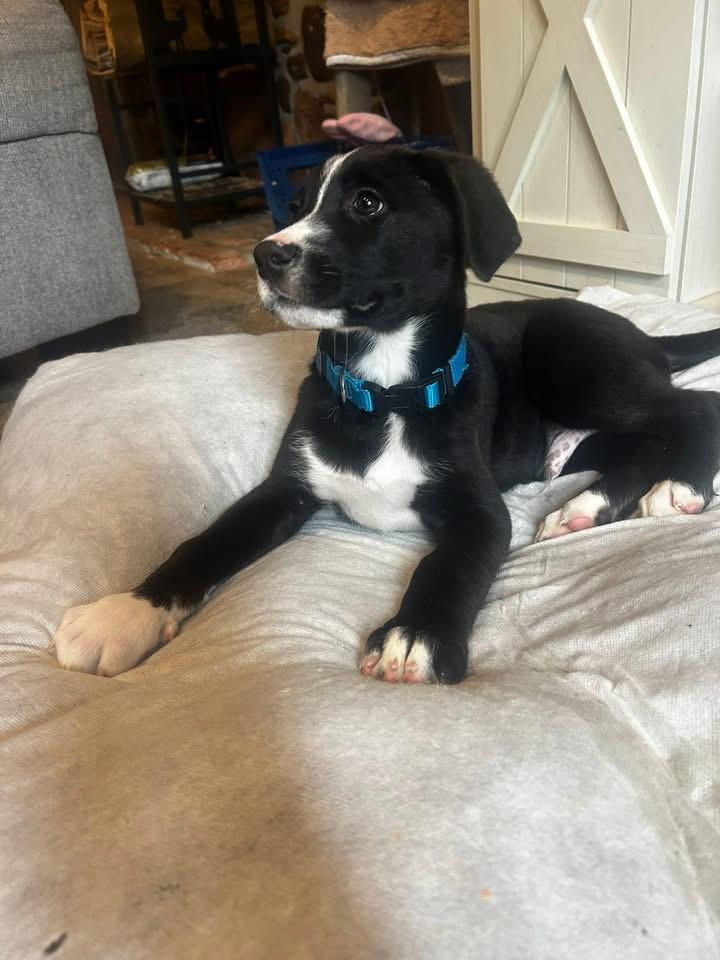 Cooper, an adopted mixed breed in Marlton, NJ image 3/3