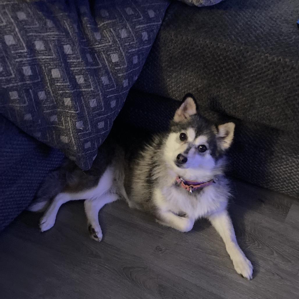 Poppy, Adoptable, Adult Female Husky & Pomeranian.
