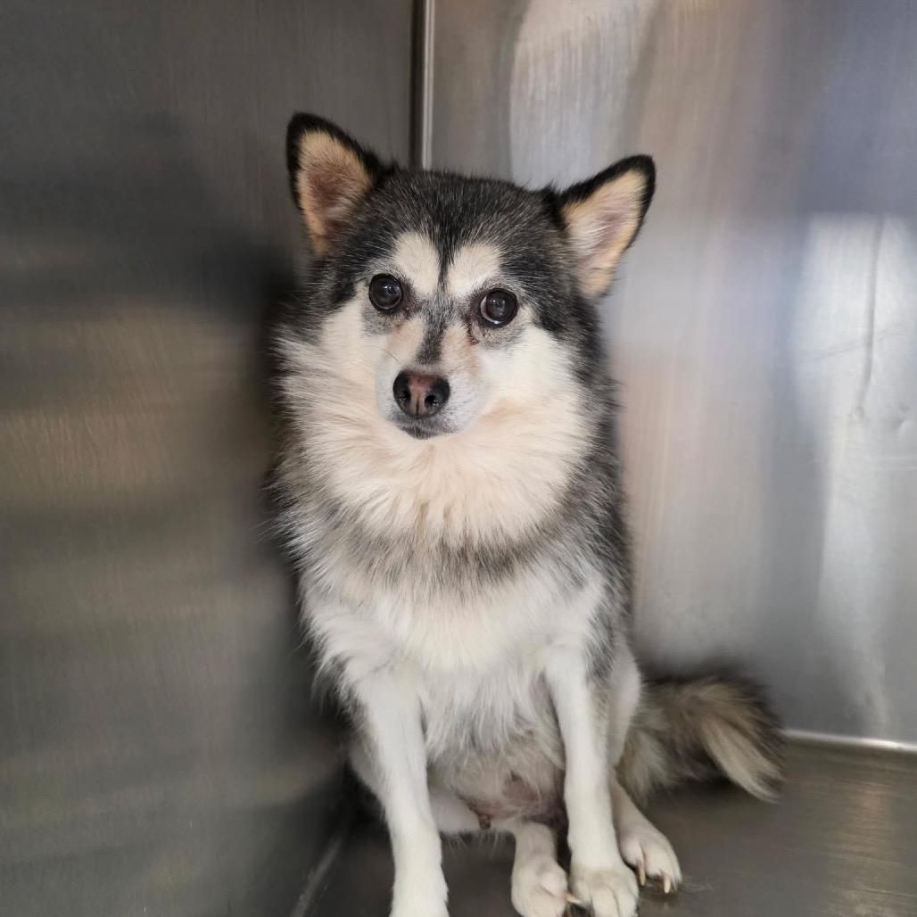 Poppy, a Adoptable mixed breed in Sinking Spring, PA image 2/5