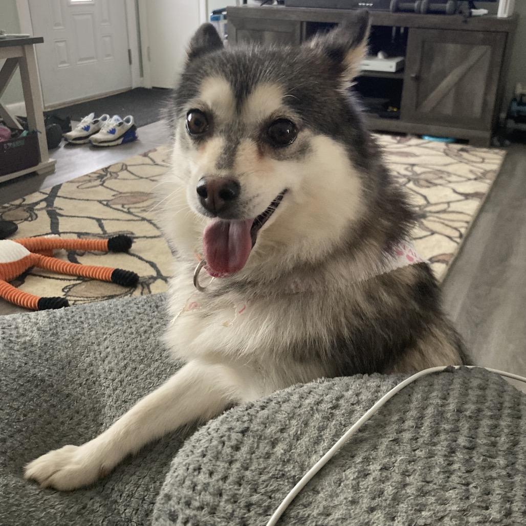 Poppy, a Adoptable mixed breed in Sinking Spring, PA image 3/5