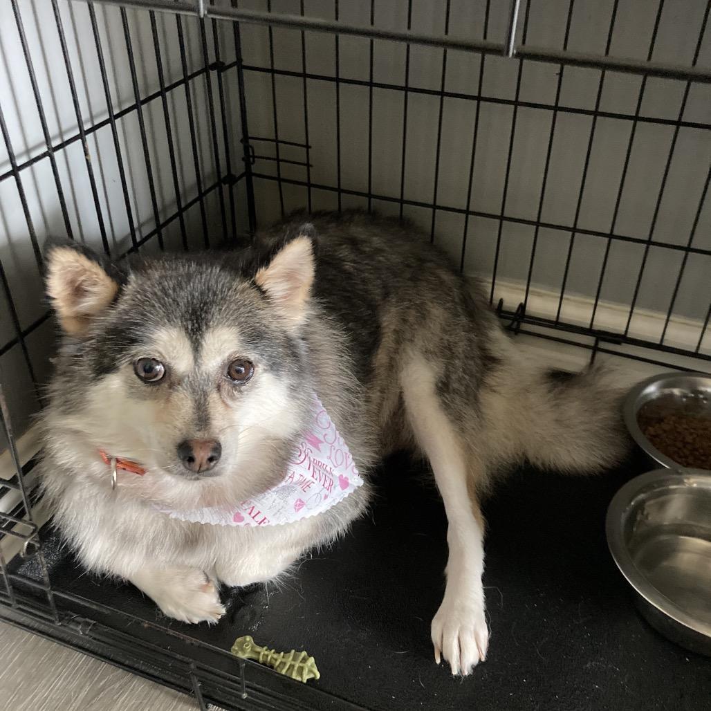 Poppy, a Adoptable mixed breed in Sinking Spring, PA image 4/5