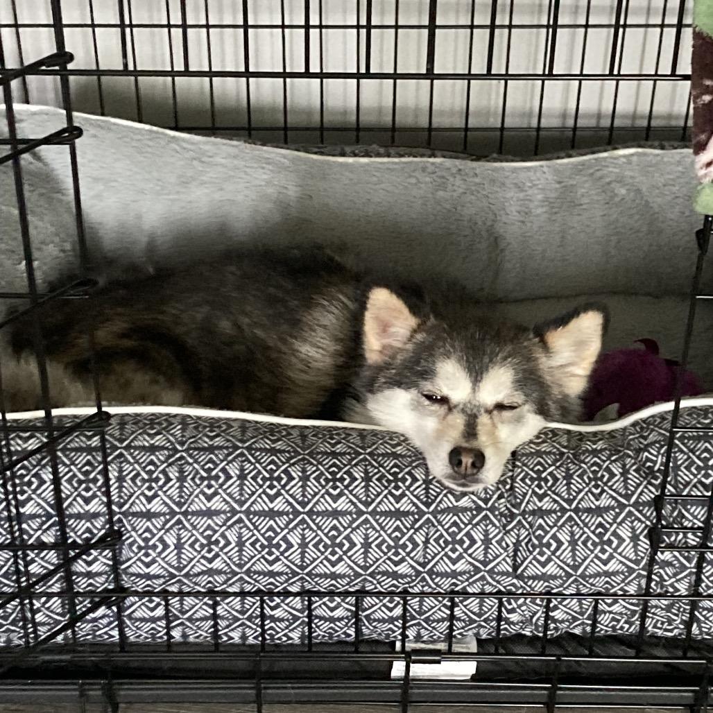 Poppy, a Adoptable mixed breed in Sinking Spring, PA image 5/5