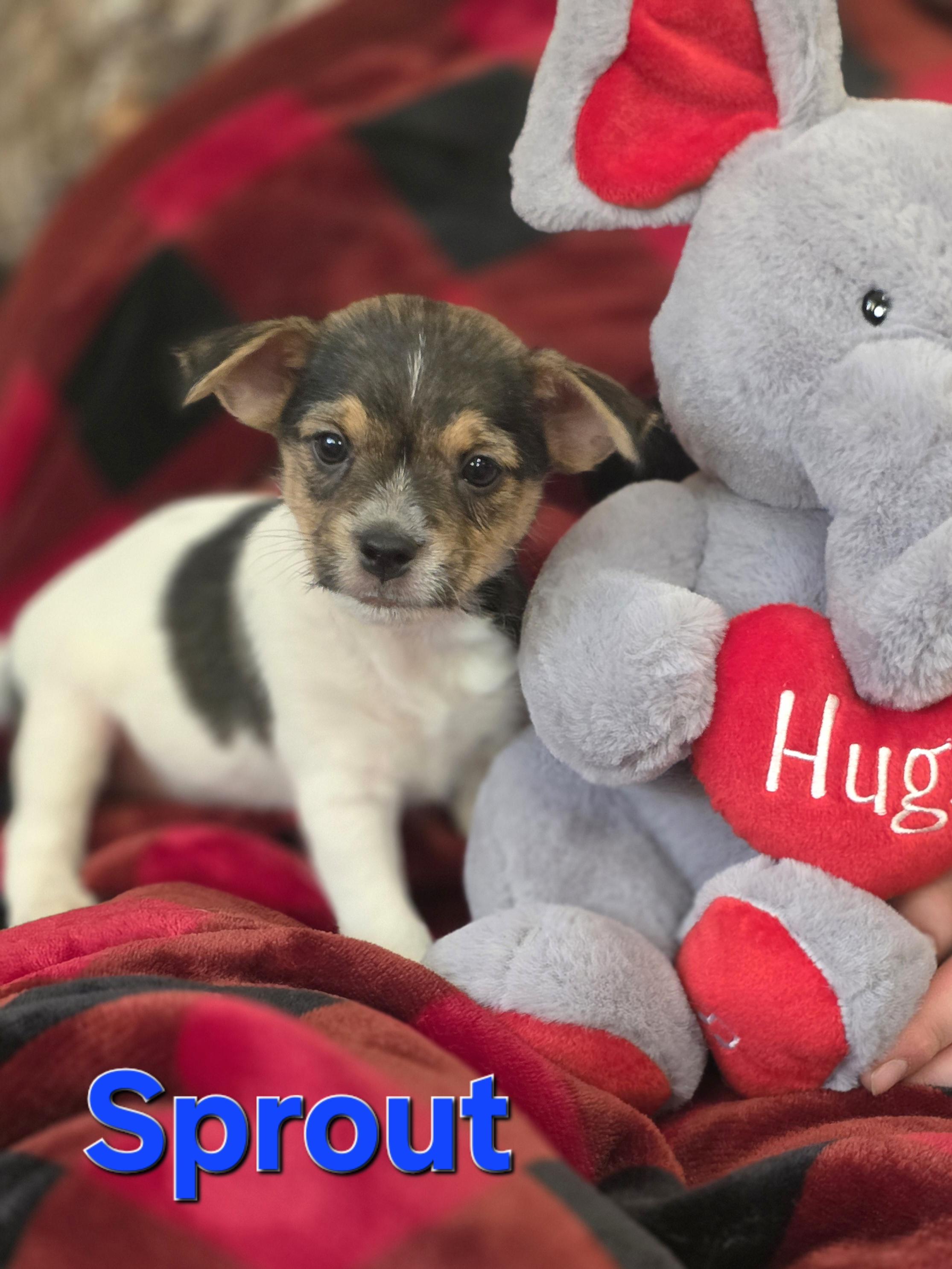 Sprout, adopted, Puppy Male Shih Tzu & Jack Russell Terrier.