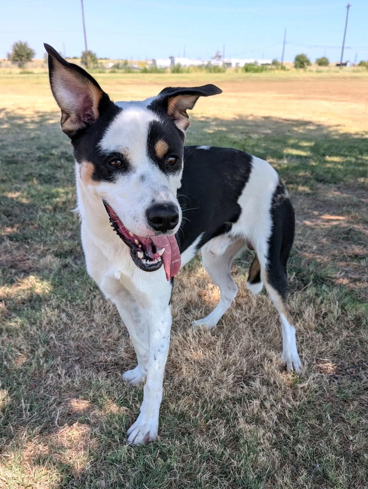 Enlarge Baxter, a Adoptable mixed breed in Cleburne, TX image 2/2