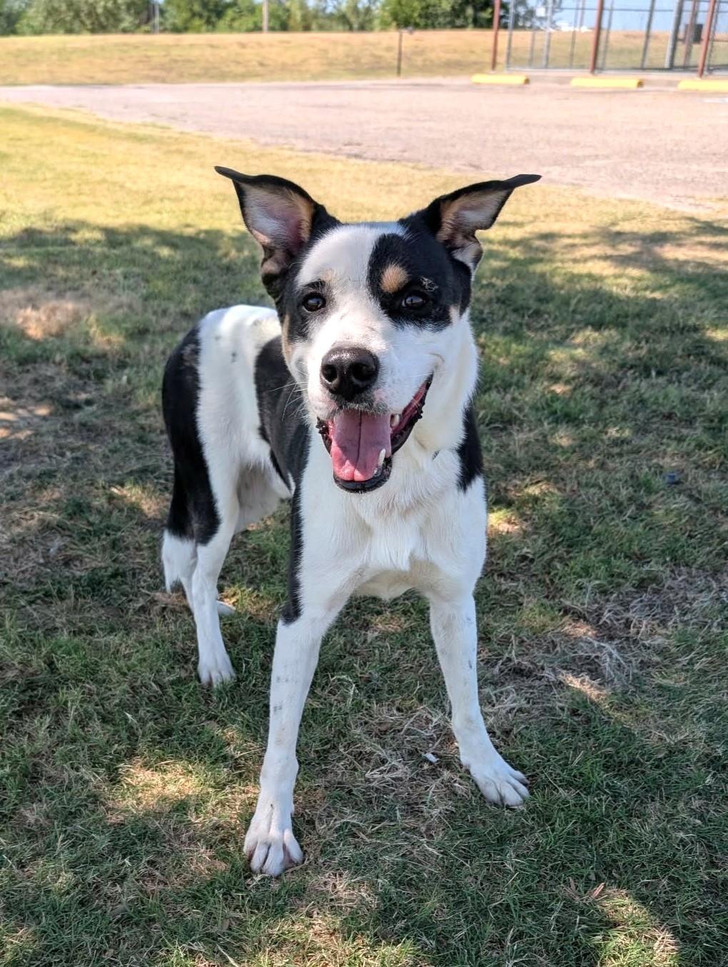 Baxter, Adoptable, Adult Male Labrador Retriever & Border Collie.