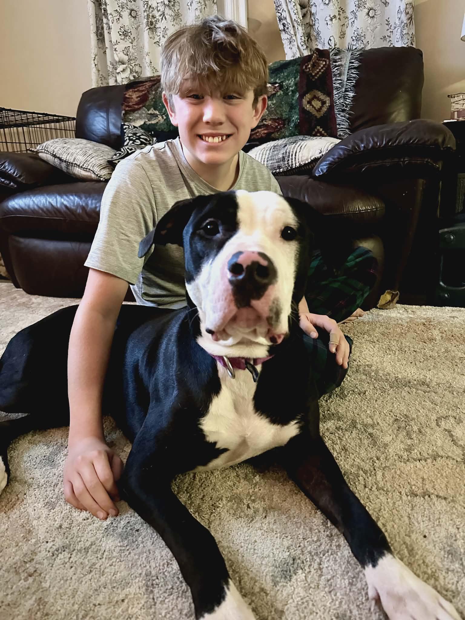 Raven, Adoptable, Young Female Pit Bull Terrier.