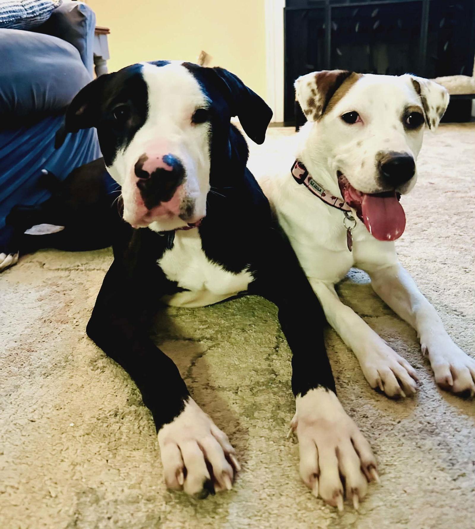 Enlarge Raven, a Adoptable mixed breed in Spotsylvania, VA image 2/3