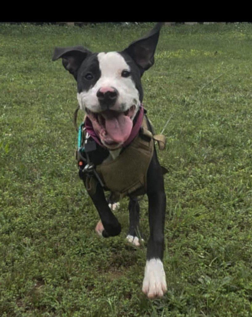 Raven, Adoptable, Young Female Pit Bull Terrier.