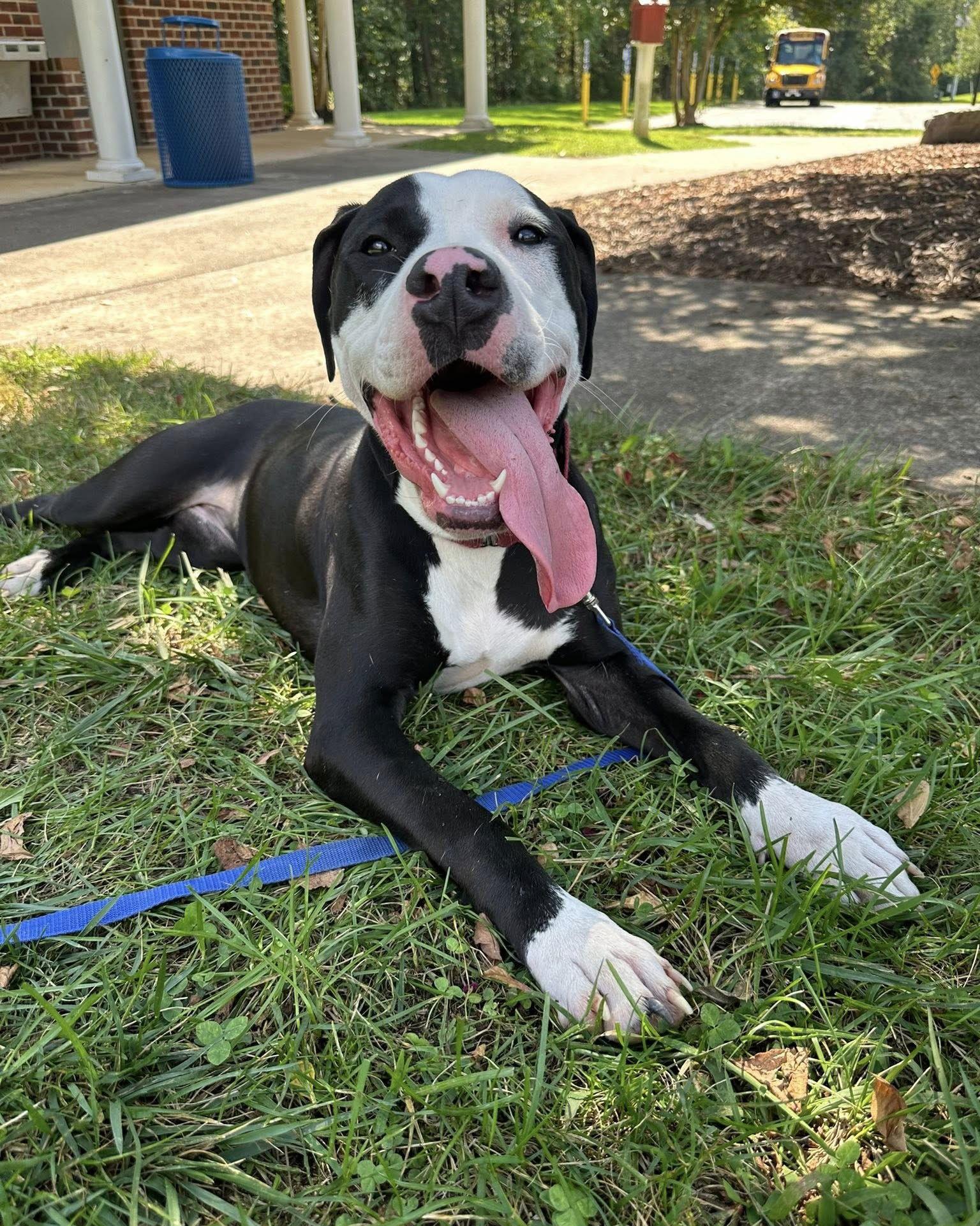Raven, a Adoptable Pit Bull Terrier in Spotsylvania, VA image 2/3