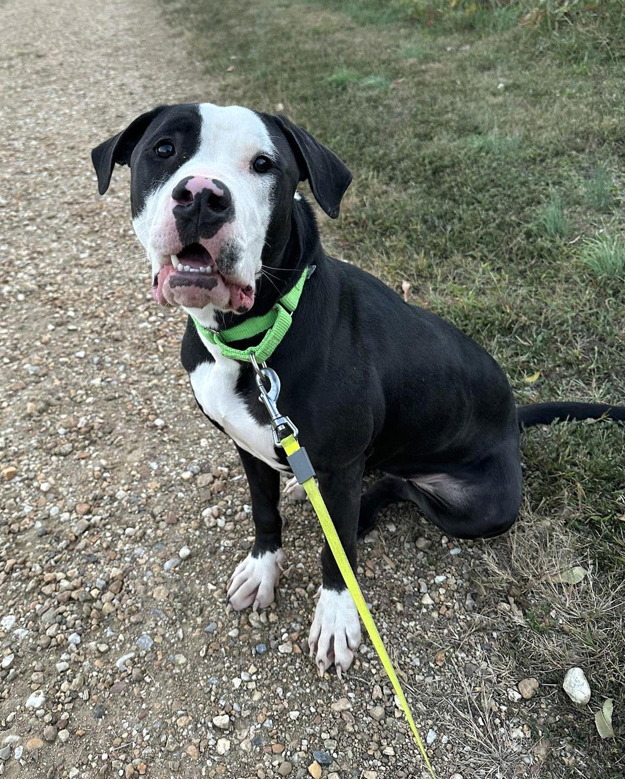 Raven, a Adoptable Pit Bull Terrier in Spotsylvania, VA image 3/3
