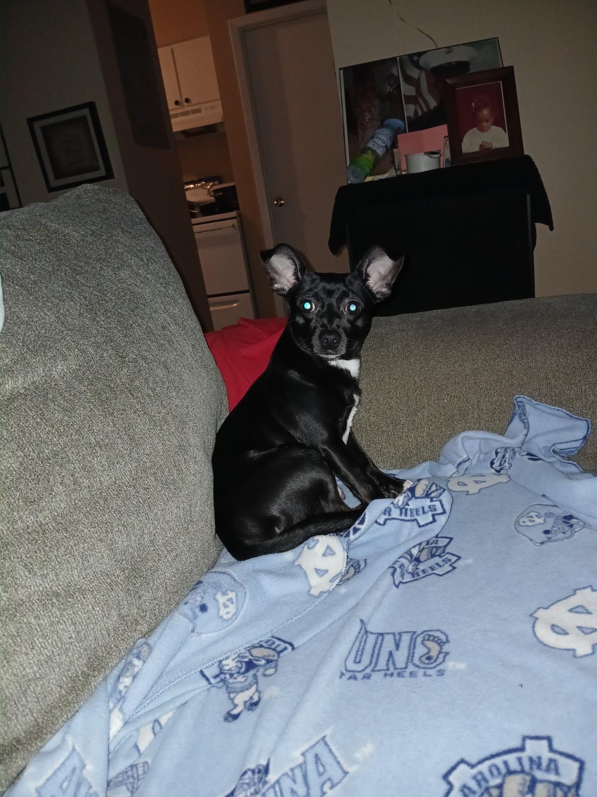 Enlarge DJ, a Adoptable mixed breed in Angier , NC image 5/6