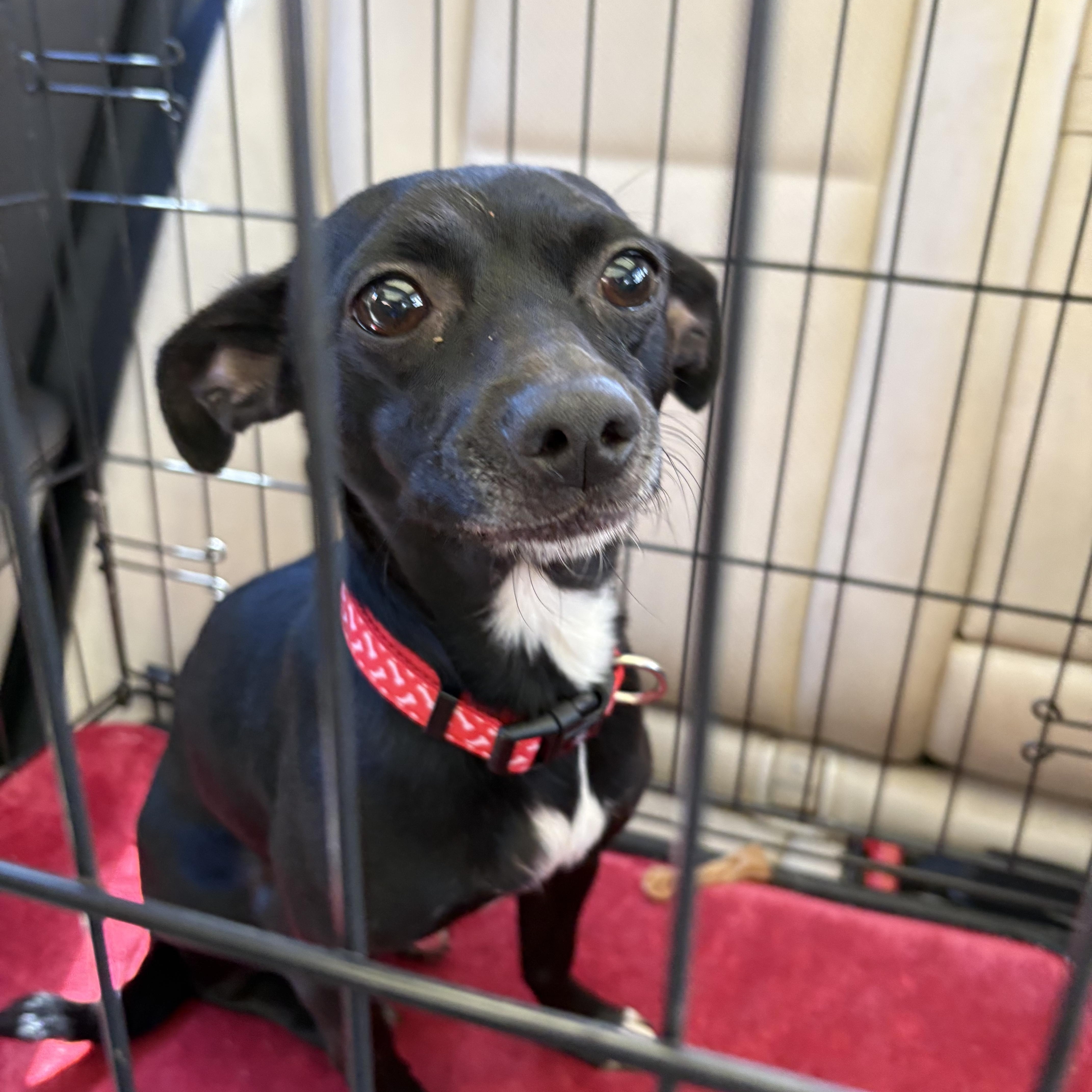 Enlarge DJ, a Adoptable mixed breed in Angier , NC image 2/6