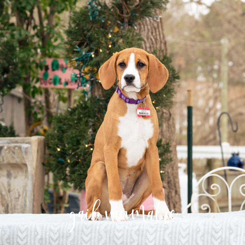 Nabisco, Adoptable, Puppy Female Hound.
