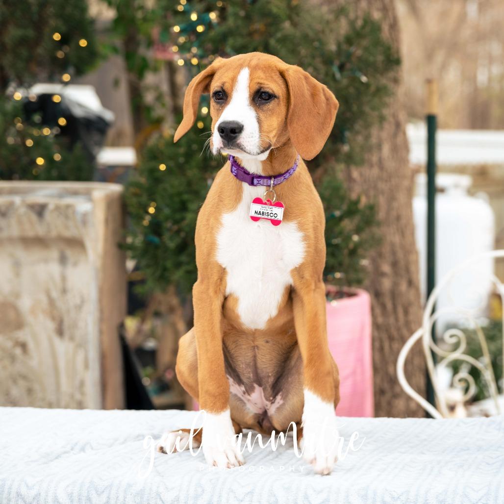 Enlarge Nabisco, a Adoptable Hound in Wake Forest, NC image 2/6