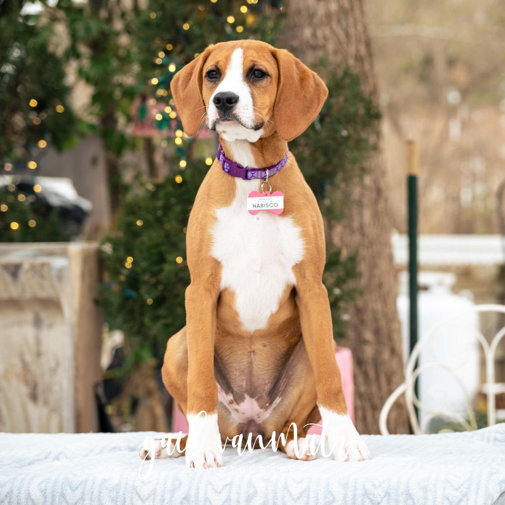 Enlarge Nabisco, a Adoptable Hound in Wake Forest, NC image 3/6