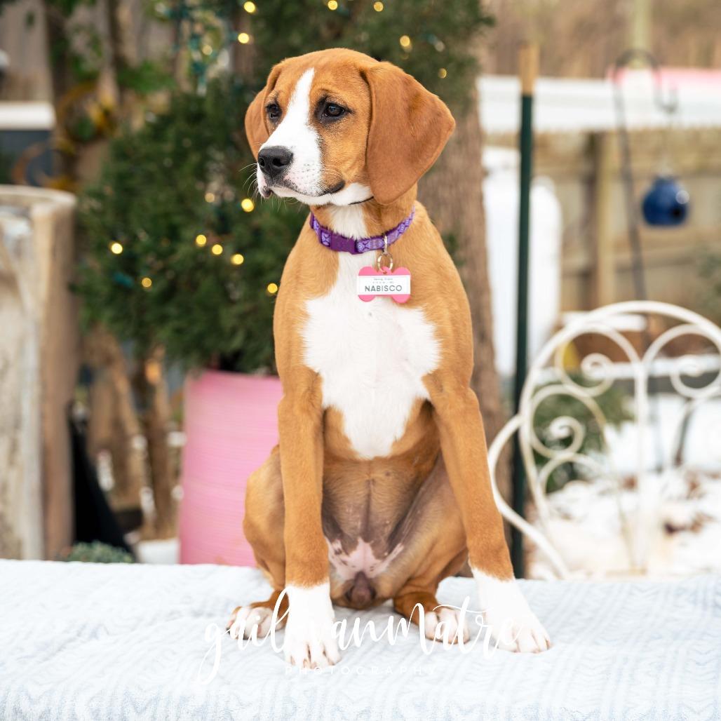 Enlarge Nabisco, a Adoptable Hound in Wake Forest, NC image 4/6