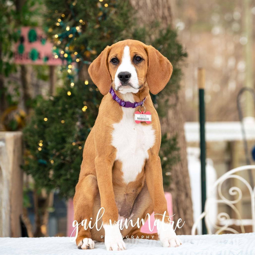 Enlarge Nabisco, a Adoptable Hound in Wake Forest, NC image 5/6
