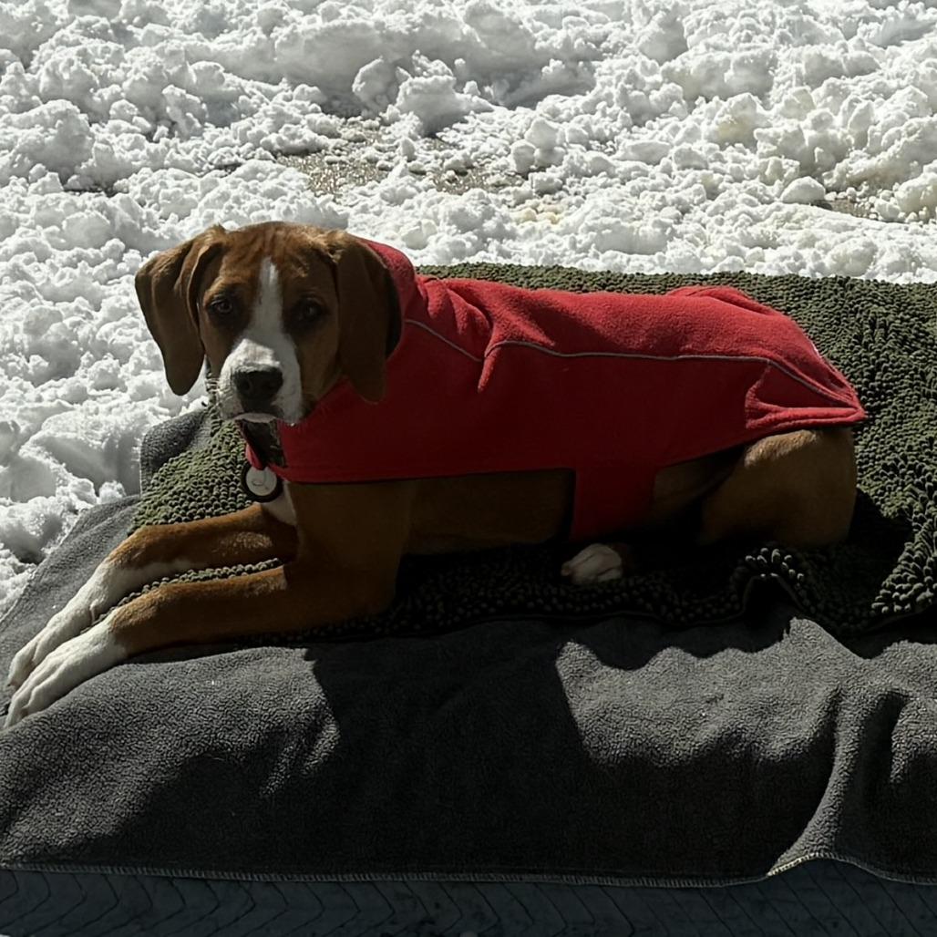 Enlarge Nabisco, a Adoptable Hound in Wake Forest, NC image 6/6