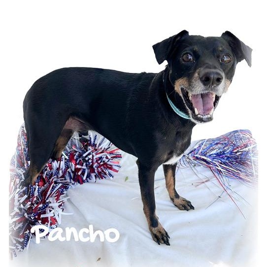 Enlarge Pancho, a Adoptable mixed breed in Tulsa, OK image 1/5