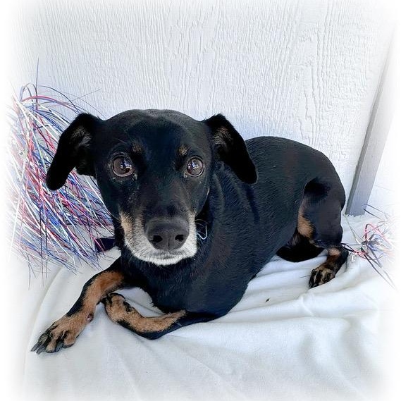 Enlarge Pancho, a Adoptable mixed breed in Tulsa, OK image 2/5