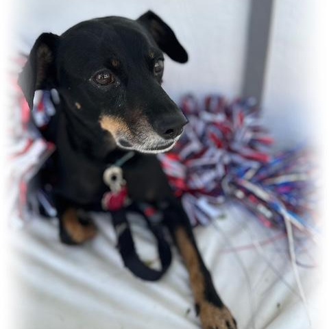 Enlarge Pancho, a Adoptable mixed breed in Tulsa, OK image 3/5