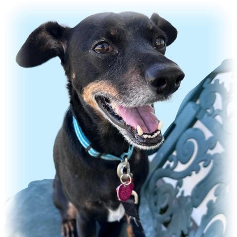 Enlarge Pancho, a Adoptable mixed breed in Tulsa, OK image 4/5