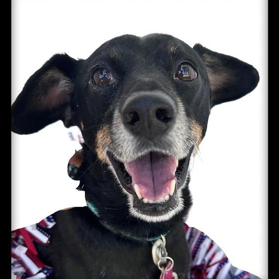 Enlarge Pancho, a Adoptable mixed breed in Tulsa, OK image 5/5